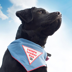 Fundraising Page: Patty Zallar & Leader Dog Kannon